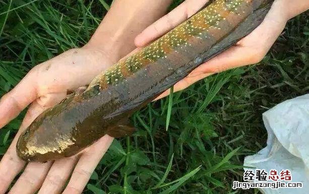 农村河里常见的十种鱼