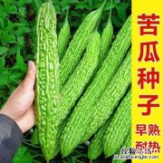 凉瓜是什么瓜