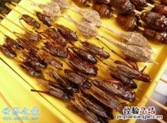 蟑螂寿命多长