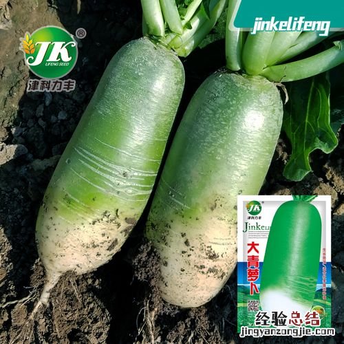 萝卜有几种品种