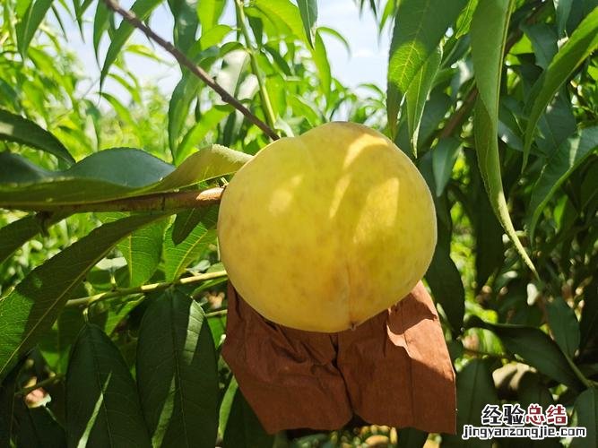 黄桃切开会氧化变黑吗