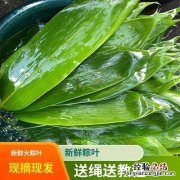 箬叶和粽叶有什么区别