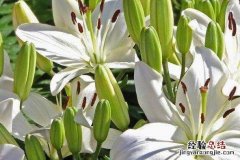 百合有什么功效