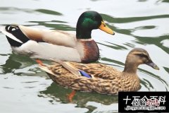 鸭和鸡书写时要注意左什么右什么