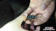 萤火虫有几只脚