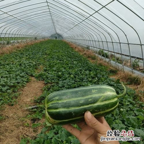 家常脆瓜怎么炒好吃
