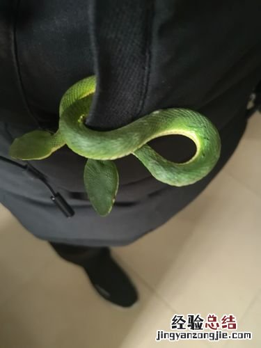 冬天蛇会出来吗