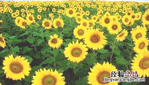 向日葵寓意
