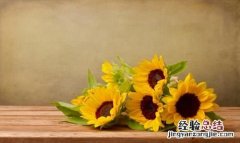 向日葵寓意