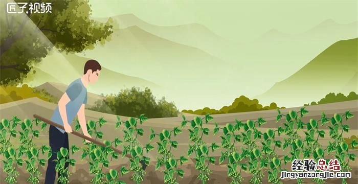 黄豆和毛豆是不是一种东西，毛豆晒干是不是就是黄豆？