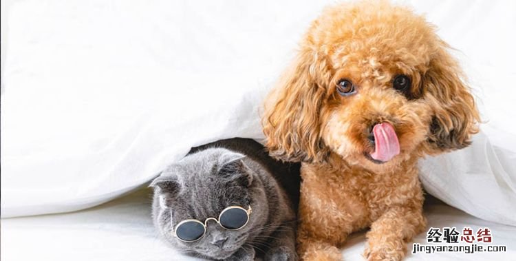 比熊和泰迪的区别,比熊犬和泰迪区别买公的还是母的?