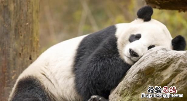 熊猫的特点和生活特征，关于熊猫的外形特点和生活习惯？