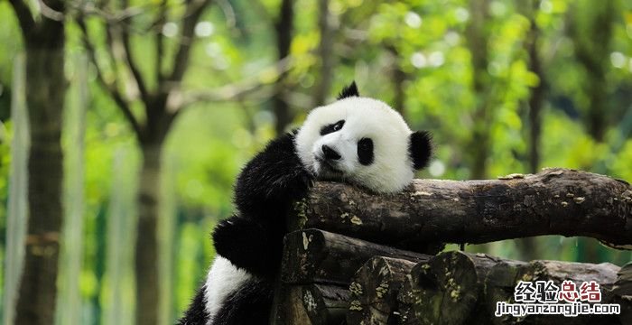 大熊猫的特点，大熊猫的外形特点描写50字？