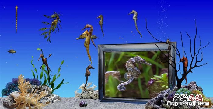海马是鱼类吗,海马、海牛、海虾、海藻、海螺哪个不是同一类?