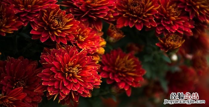 九月九日重阳节的风俗是什么
