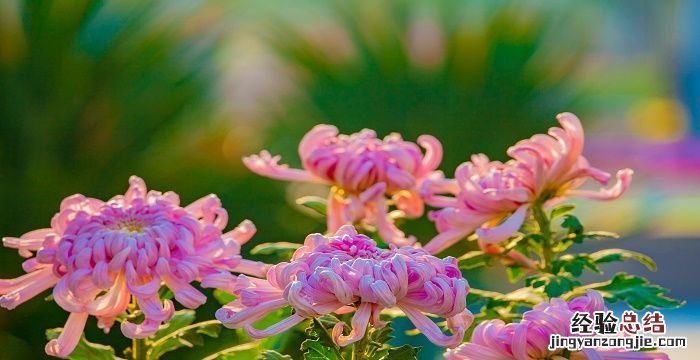 九月九日重阳节的风俗是什么