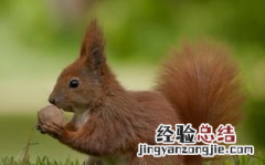 松鼠的尾巴有什么作用