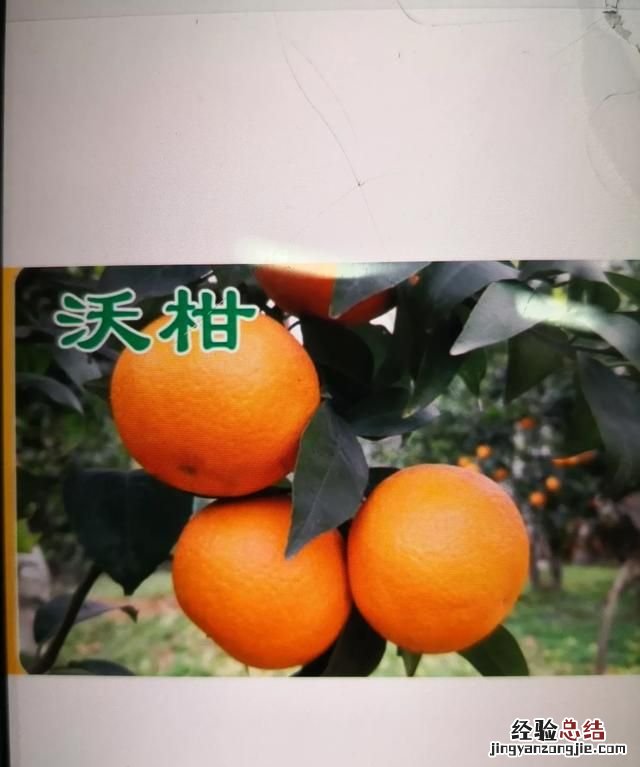 想吃橘子,市面上哪种橘子好吃呢
