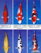 什么是锦鲤会员