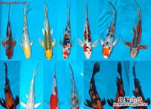 什么是锦鲤会员