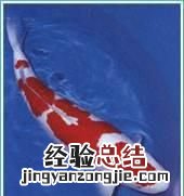 什么是锦鲤会员