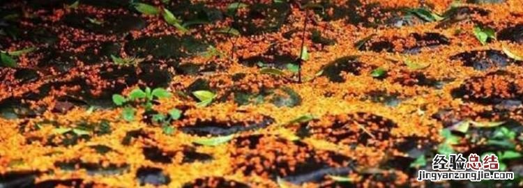 夜静春山空的上一句,夜静春山空的空是什么意思?