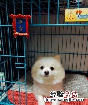 故宫的猫为什么那么火