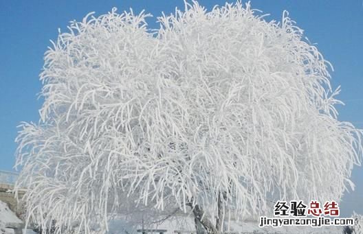 雾凇的形成,雾凇是怎样形成的形成雾凇需要什么条件?