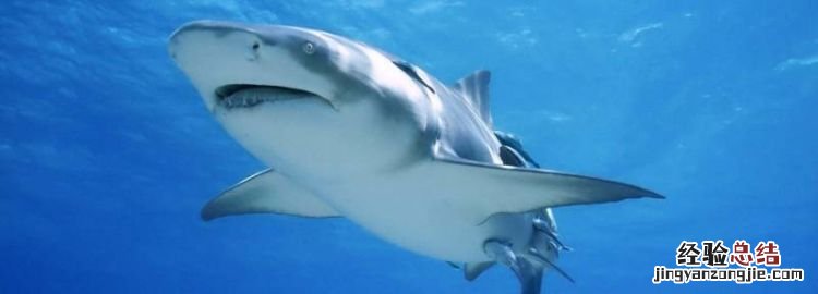 鲨鱼用什么呼吸,鲨鱼的心脏长什么样子?