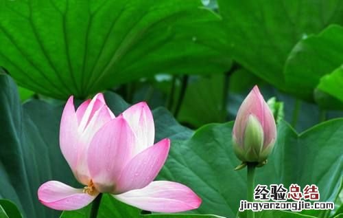 荷花的意义，荷花的象征意义？