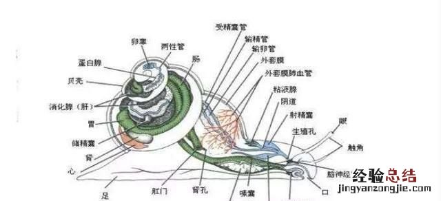 海螺的吃法哪个部位不能吃
