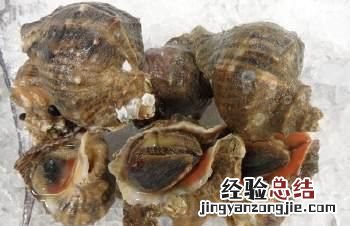 海螺的吃法哪个部位不能吃