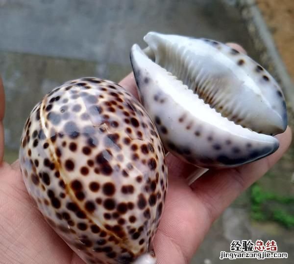 海螺的吃法哪个部位不能吃