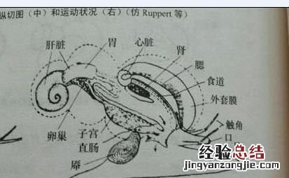海螺的吃法哪个部位不能吃