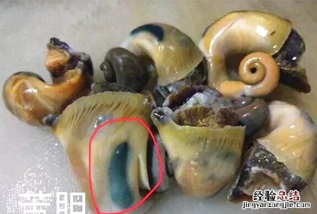 海螺的吃法哪个部位不能吃