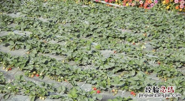 草莓怎么种植方法