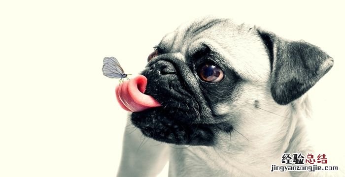 舔狗是什么意思
