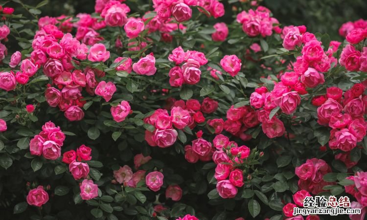 月季花的养殖方法,月季树的养殖方法