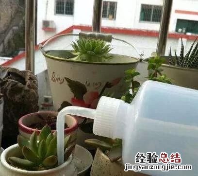 如何给多肉植物浇水图片 如何给多肉植物浇水