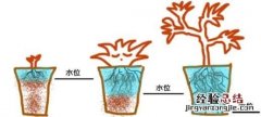 如何给多肉植物浇水图片 如何给多肉植物浇水