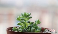 钱串子的养殖方法，钱串子叶子发黄怎么办注意养殖要点