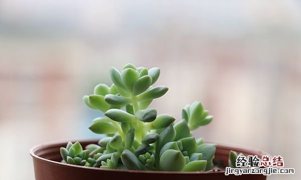 钱串子的养殖方法，钱串子叶子发黄怎么办注意养殖要点
