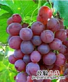 提子和葡萄究竟有什么不一样呢