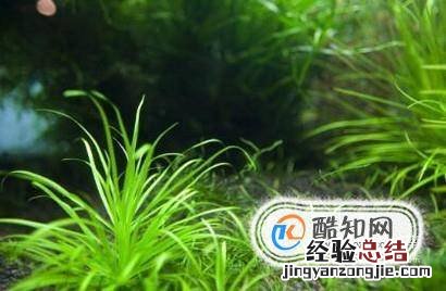 蝌蚪吃什么