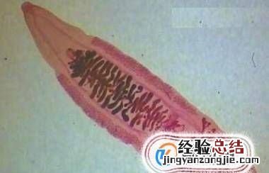 蝌蚪吃什么