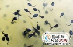 蝌蚪吃什么