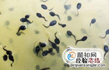 蝌蚪吃什么
