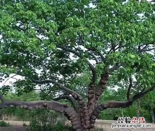 雪燕最简单的吃法