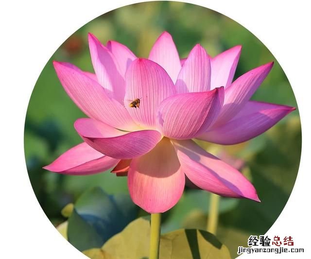 如何将手机照片修剪成圆形