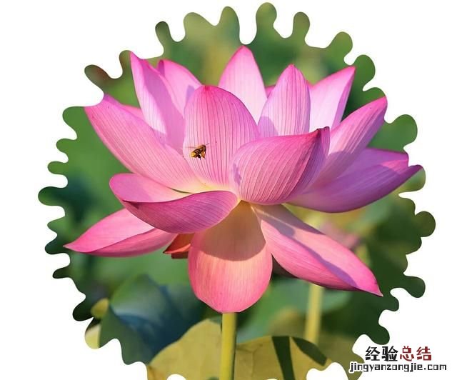 如何将手机照片修剪成圆形